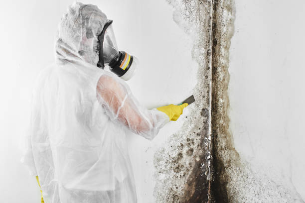 Best Attic Mold Removal  in Kings Park West, VA