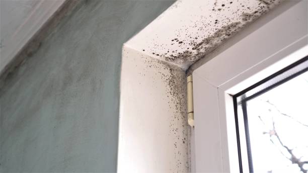 Best Mold Remediation  in Kings Park West, VA
