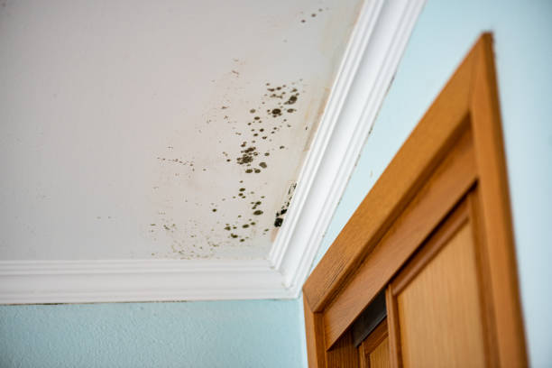 Best Emergency Mold Removal  in Kings Park West, VA