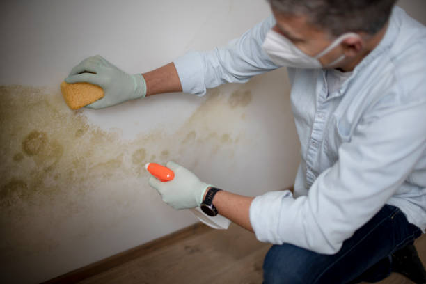 Best Local Mold Removal Service  in Kings Park West, VA