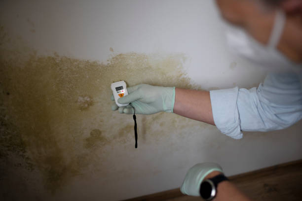 Home Mold Removal in Kings Park West, VA