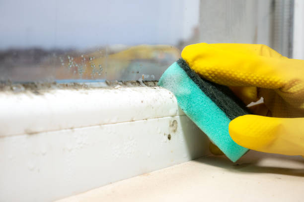 Best Black Mold Removal  in Kings Park West, VA