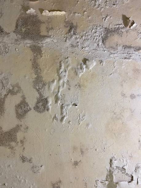 Best Mold Testing  in Kings Park West, VA